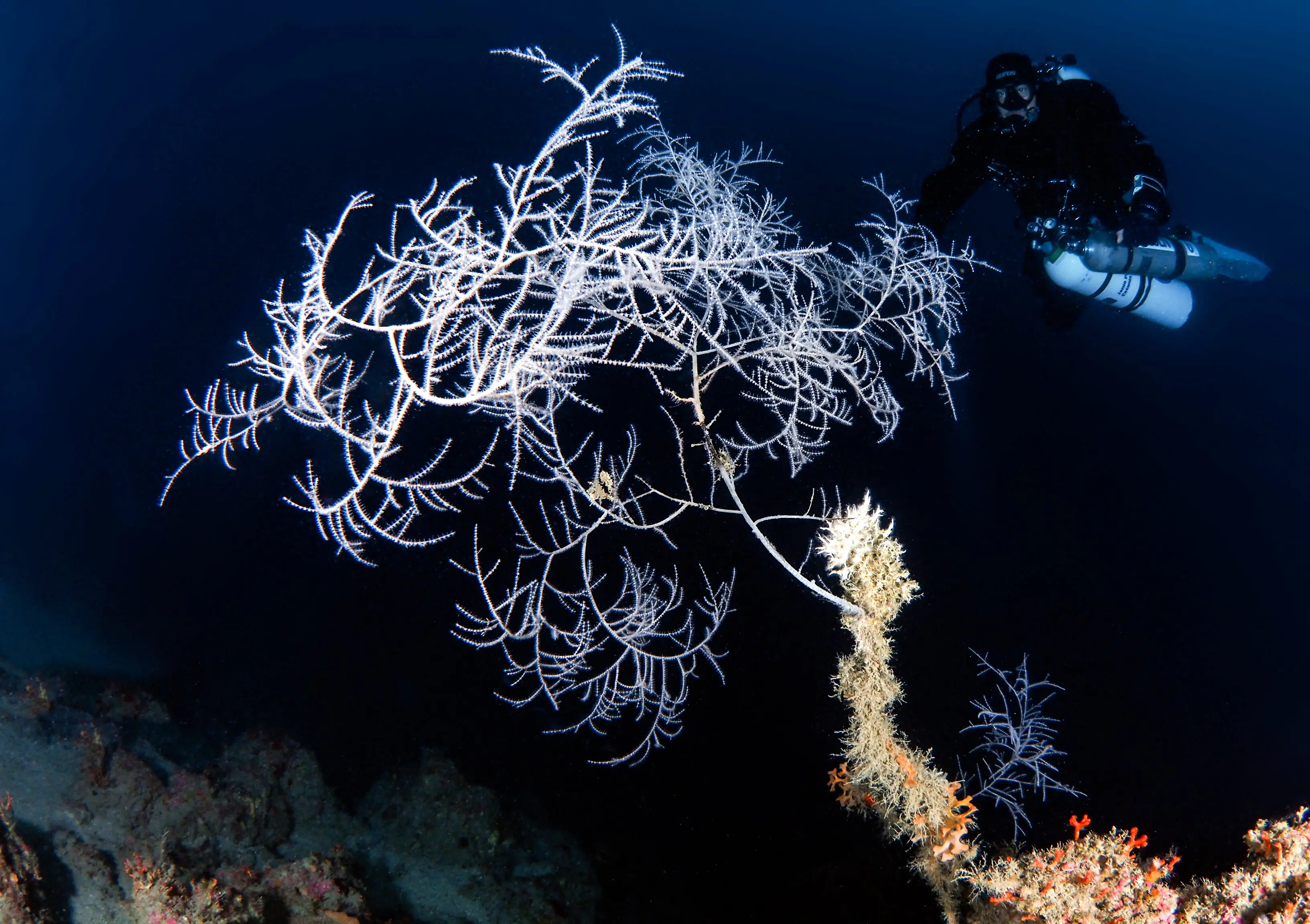 Corallo nero 