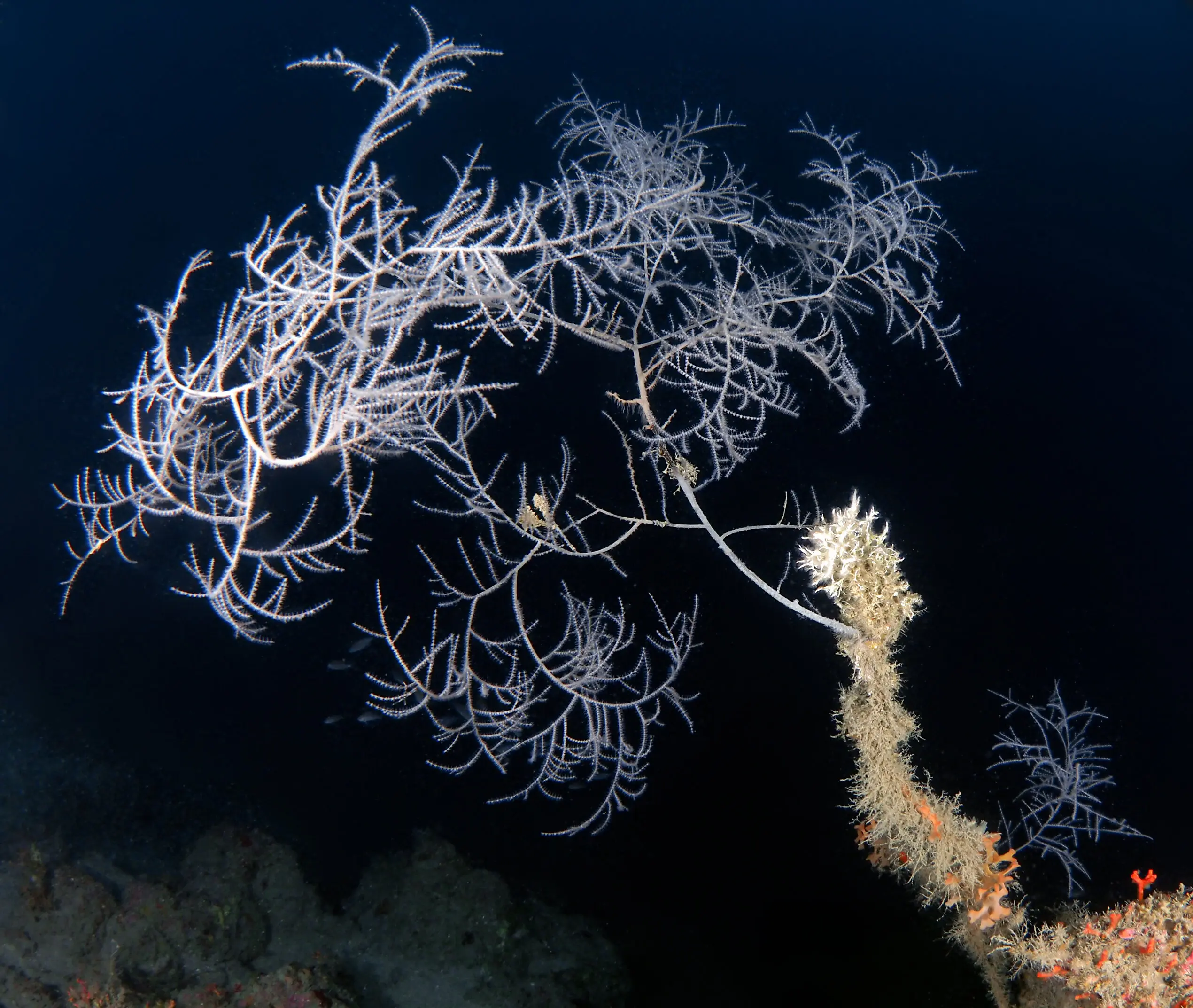 Corallo nero con sub Tec
