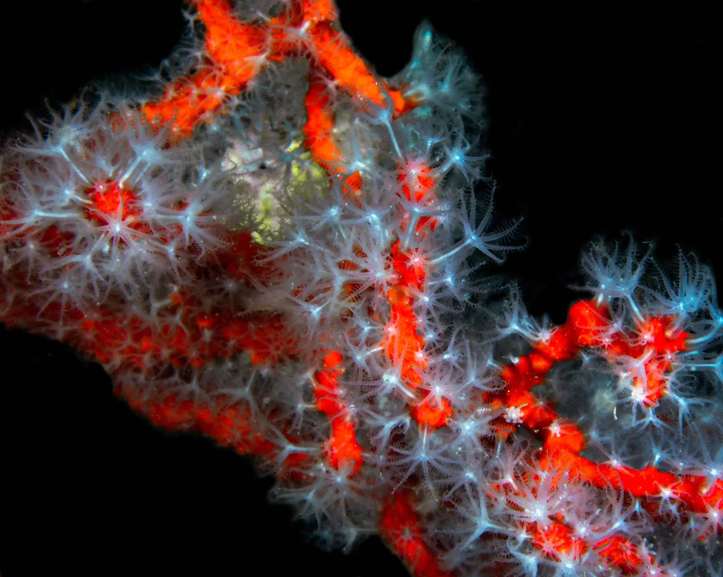 Polipi Corallo rosso 1