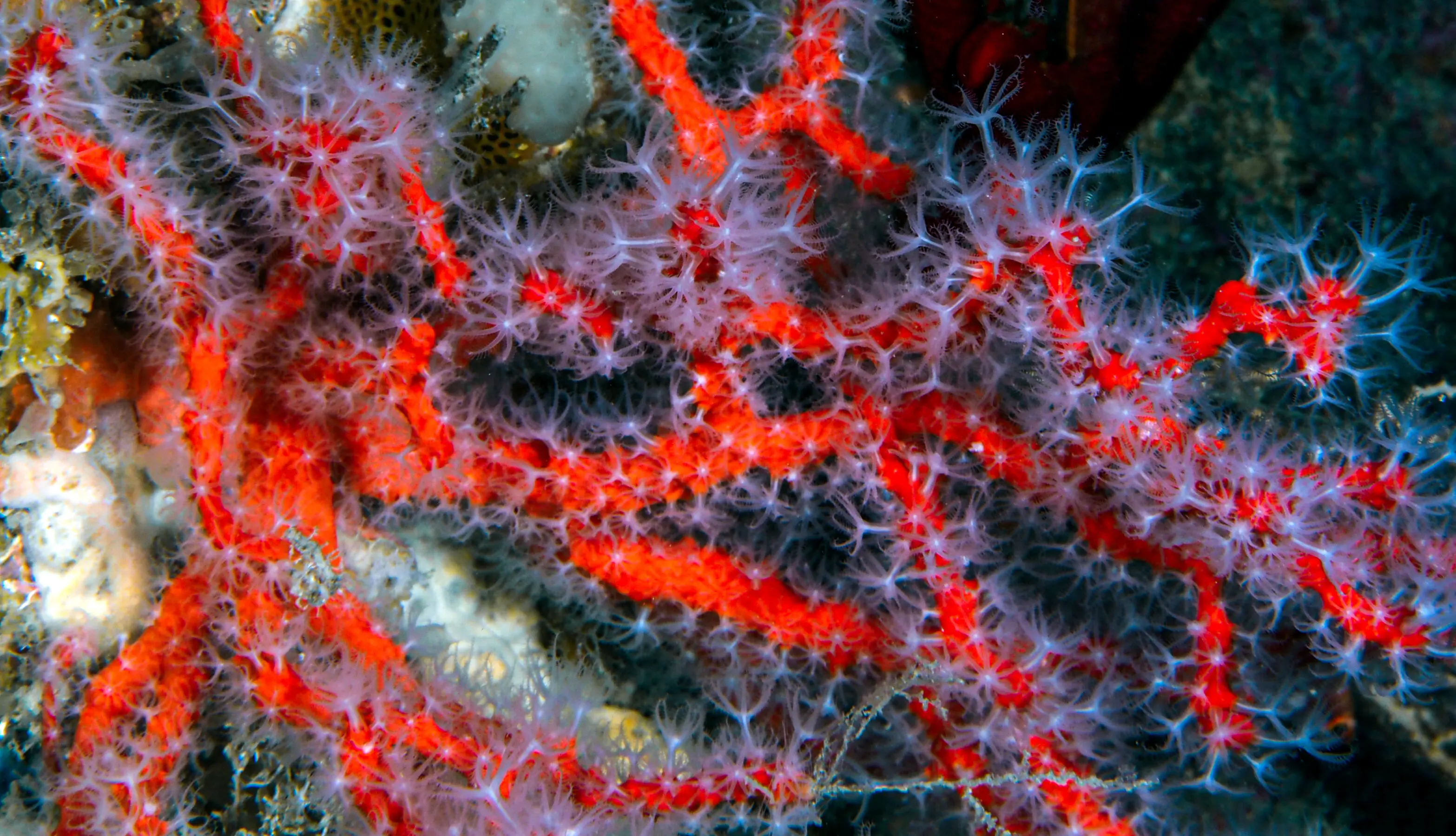 Polipi Corallo rosso 2